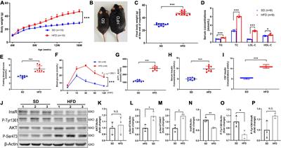 Hyperinsulinemia-induced microglial mitochondrial dynamic and metabolic alterations lead to neuroinflammation in vivo and in vitro